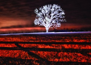 Shining For Love Cross Timbers Gazette Southern Denton County   Bartonville Christmas Tree 300x214 