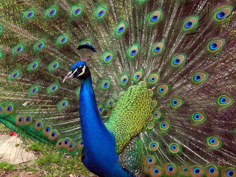 Passion to protect peacocks spurs petition