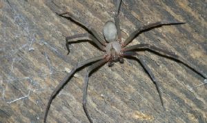 Brown Recluse spider. Photo by CoServ