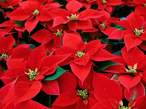 poinsettia