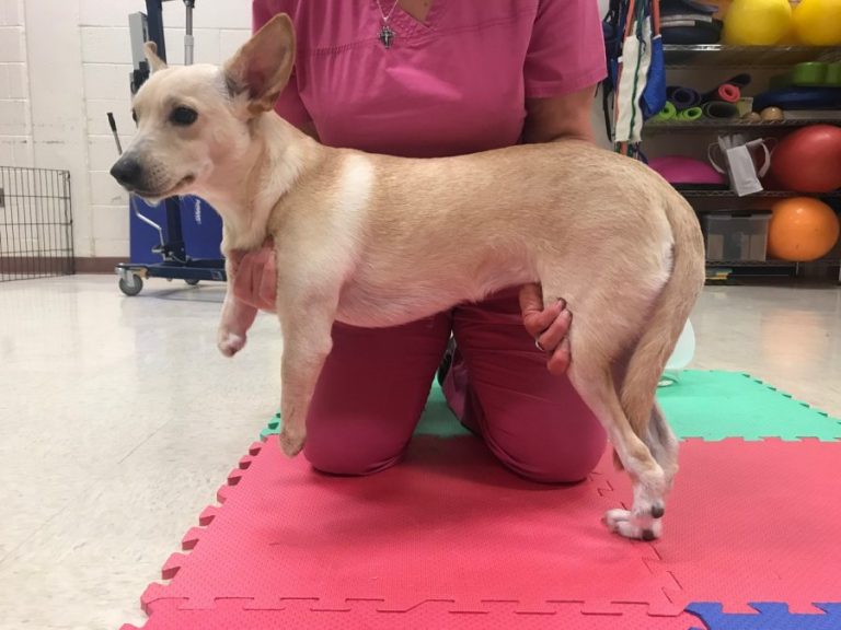 Emotional support dog needs prosthetics to walk