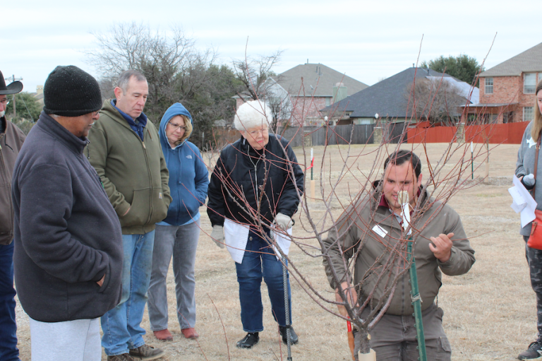 Denton County AgriLife: Winter gardening chores