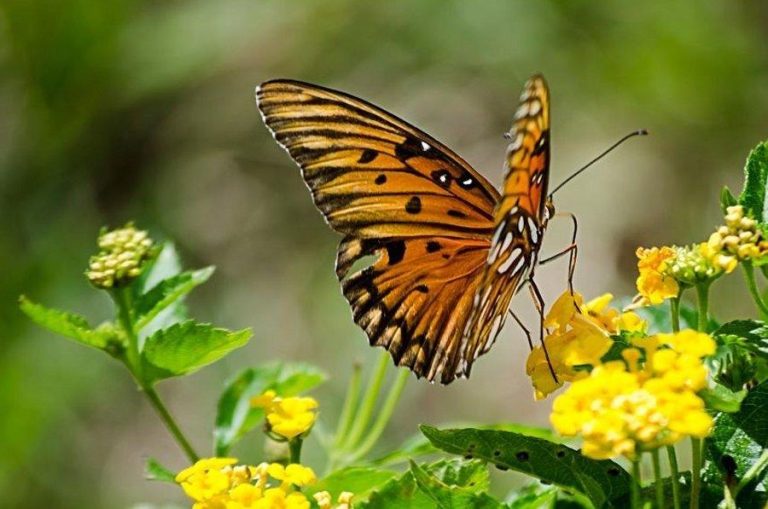 Gardening: How to attract butterflies to your landscape