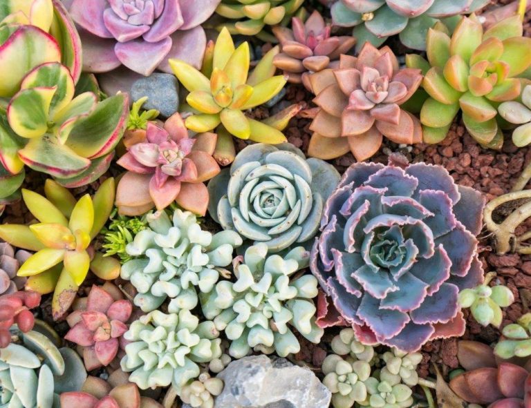 Gardening: Tips for growing stunning succulents