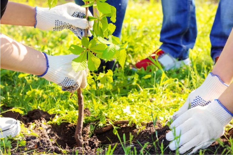 Gardening: Plant the right tree in the right place for a greener tomorrow